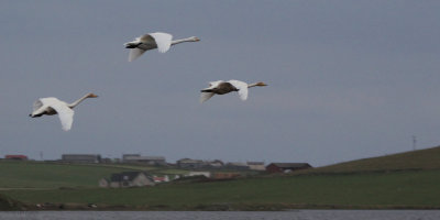 Whooper Swans, Loch of Spiggie, Shetland