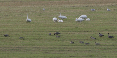 Whooper Swans and Pink-footed Geese, Burn of Hillwell, Shetland 