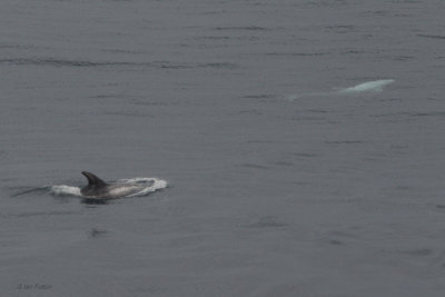 Risso's Dolphins, Sumburgh Head, Shetland