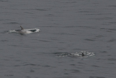 Risso's Dolphins, Sumburgh Head, Shetland