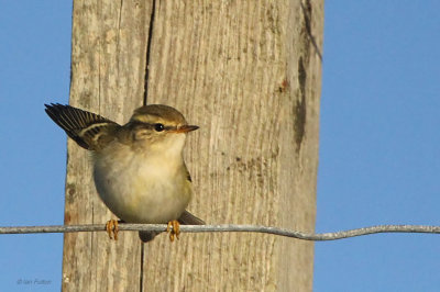 Yellow-browed Warbler, Vidlin, Shetland