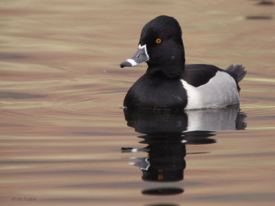 Ring-necked Duck, The Cuilc-Pitlochry, Perthshire