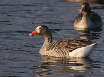 Greylag Goose, Strathclyde Loch, Clyde