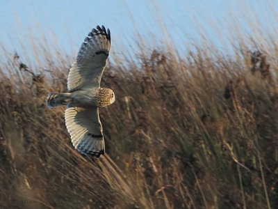 Short-eared Owl, SWT Cathkin Marsh, Clyde