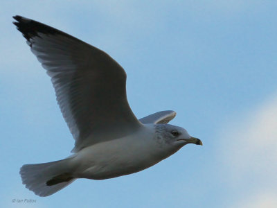 Ring-billed Gull, Strathclyde Country Park, Clyde