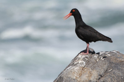 African Black Oystercatcher, West Coast National Park, South Africa