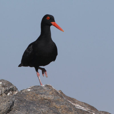 African Black Oystercatcher