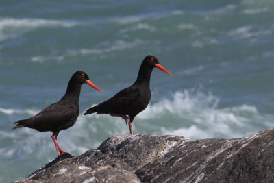African Black Oystercatcher, West Coast National Park, South Africa