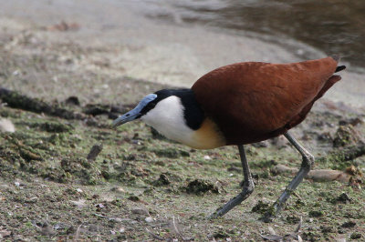 African Jacana, Marievale, South Africa