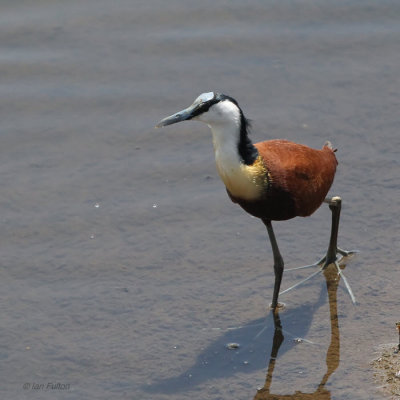 African Jacana, Kruger NP, South Africa