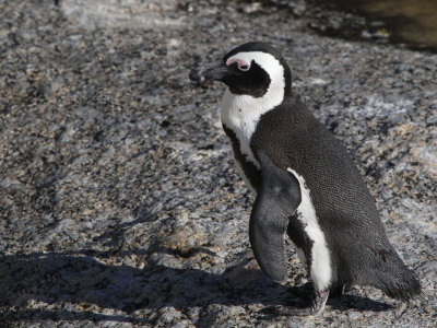 African Penguin, Boulders Beach, South Africa