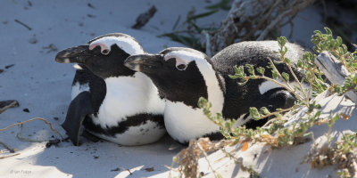 African Penguin, Boulders Beach, South Africa