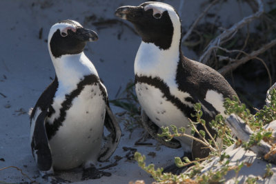 African Penguin, Boulders Beach, South Africa