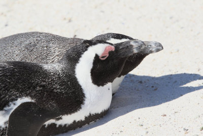 African Penguin, Boulders Beach, South Africa