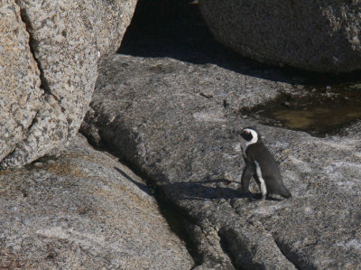 African Penguin, Boulders Beach, South Africa