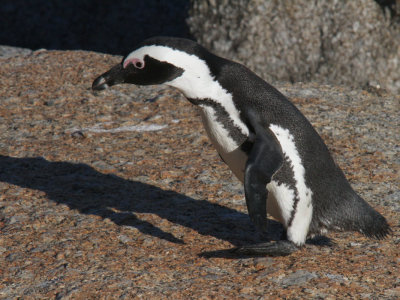 African Penguin, Boulders Beach, South Africa