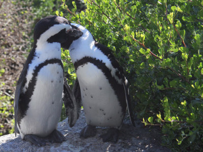 African Penguin, Boulders Beach, South Africa