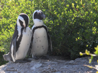 African Penguin, Boulders Beach, South Africa