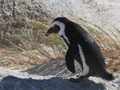 African Penguin, Boulders Beach, South Africa