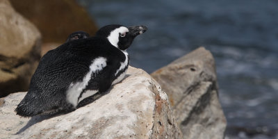 African Penguin, Stony Point, South Africa