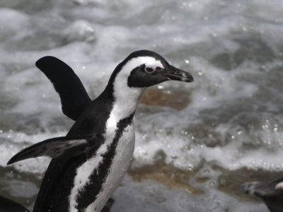 African Penguin, Stony Point, South Africa