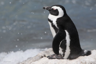 African Penguin, Stony Point, South Africa