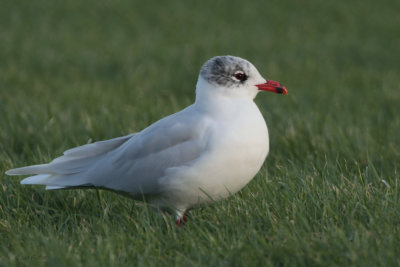 Mediterranean Gull, Buckhaven, Fife