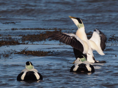 Common Eider, Balcomie Beach, Fife