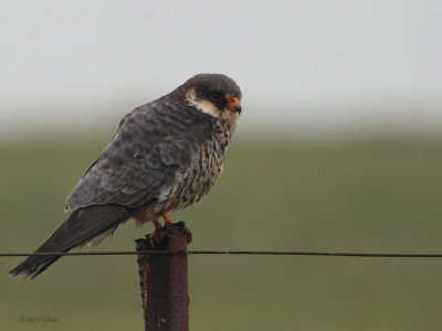 Amur Falcon