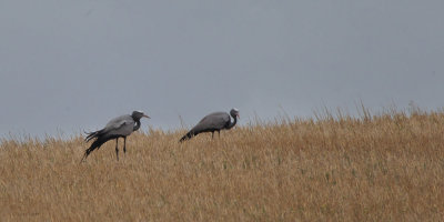 Blue Crane, de Hoop NP, South Africa