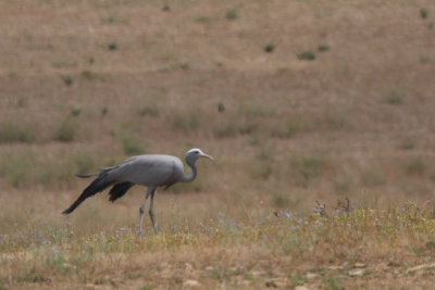 Blue Crane, de Hoop NP, South Africa