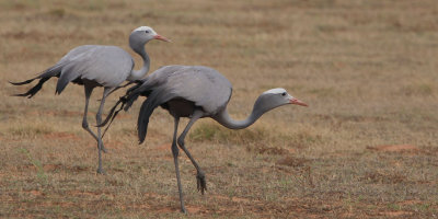 Blue Crane, de Hoop NP, South Africa