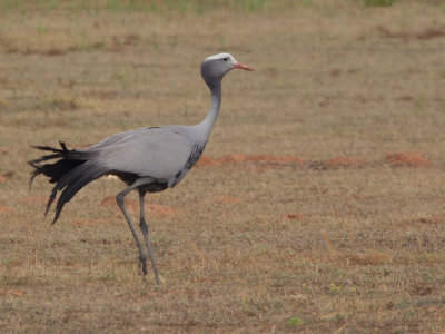 Blue Crane, de Hoop NP, South Africa