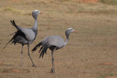 Blue Crane, de Hoop NP, South Africa