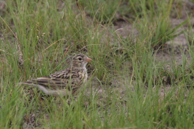 Botha's Lark, Daggakraal-Wakkerstroom, South Africa