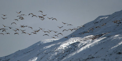 Pink-footed Geese, Endrick Water valley, Clyde