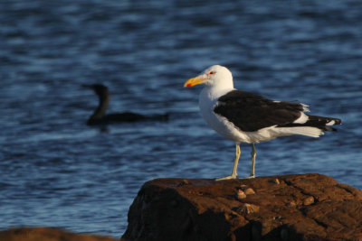 Cape Gull, Kommetjie, South Africa