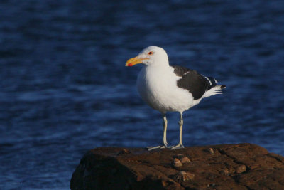 Cape Gull, Kommetjie, South AFrica