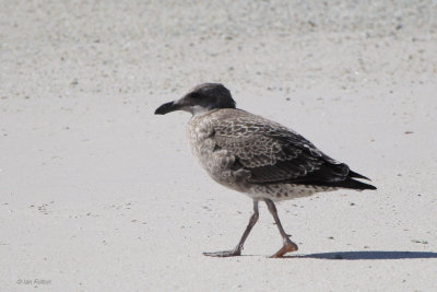 Cape Gull (juvenile), Boulders Beach, South Africa