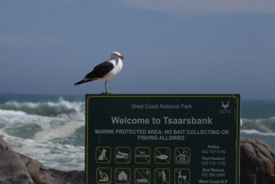 Cape Gull, West Coast NP, South Africa