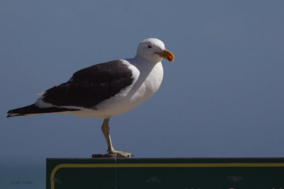 Cape Gull, West Coast NP, South Africa