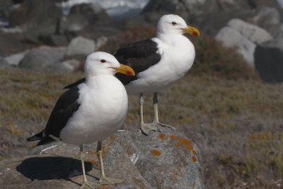 Cape Gull, West Coast NP, South Africa