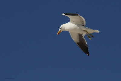 Cape Gull, Cape Point, South Africa