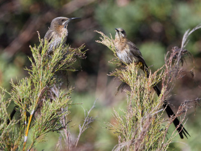 Cape Sugarbird, Kirstenbosch Botanical Gardens, South Africa