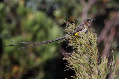 Cape Sugarbird, Kirstenbosch Botanical Gardens, South Africa