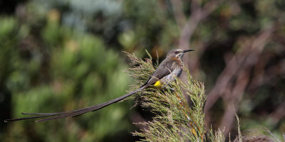 Cape Sugarbird, Kirstenbosch Botanical Gardens, South Africa