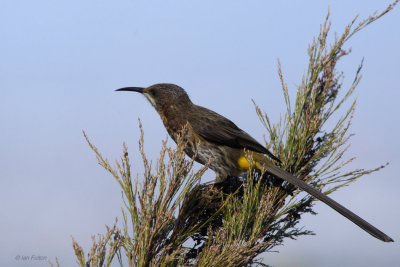 Cape Sugarbird, Kirstenbosch Botanical Gardens, South Africa