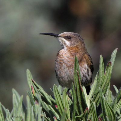 Cape Sugarbird, Kirstenbosch Botanical Gardens, South Africa