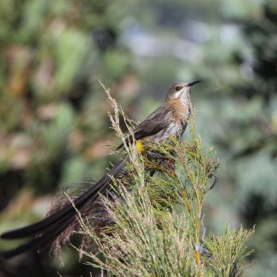 Cape Sugarbird, Kirstenbosch Botanical Gardens, South Africa