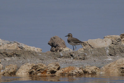 Caspian Plover, Kliphoek Salt Pans-Velddrif, South Africa